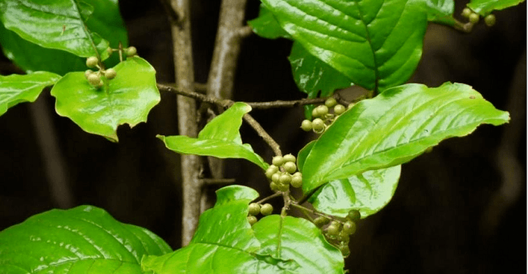Ayurvedic herb Vidanga - a powerful tool against intestinal parasites
